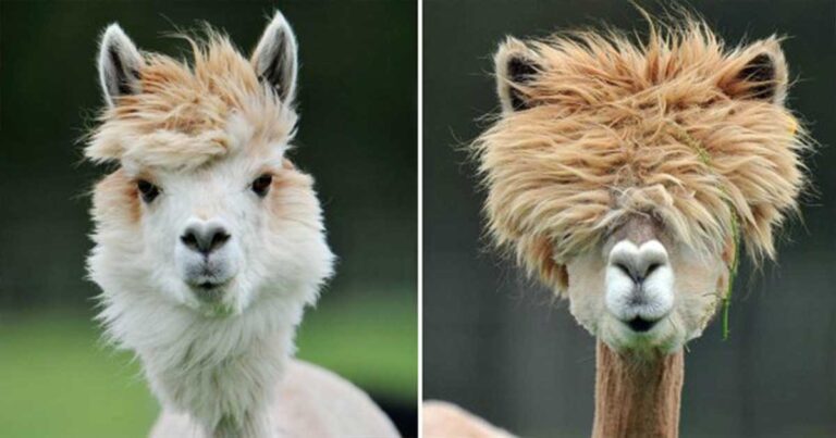 27 φωτογραφίες που αποδεικνύουν ότι τα Αλπακά ξέρουν από… κομμώσεις!