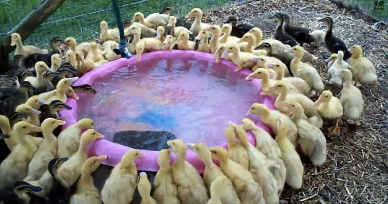 Παπάκια βλέπουν για πρώτη φορά στη ζωή τους νερό. Η αντίδραση τους; Πραγματικά ξεκαρδιστική! (βίντεο)