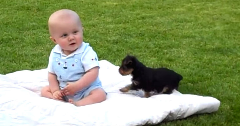 Ένα κουταβάκι όρμισε πάνω σε ένα μωράκι. Τι έκανα το μωράκι; Ότι πιο γλυκό έχετε δει!