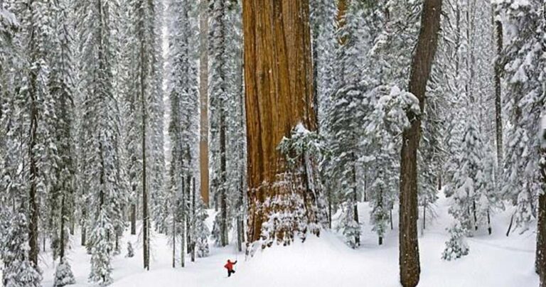 Έβγαλαν 126 φωτογραφίες για να αποτυπώσουν αυτό το 3.200 ετών δέντρο!