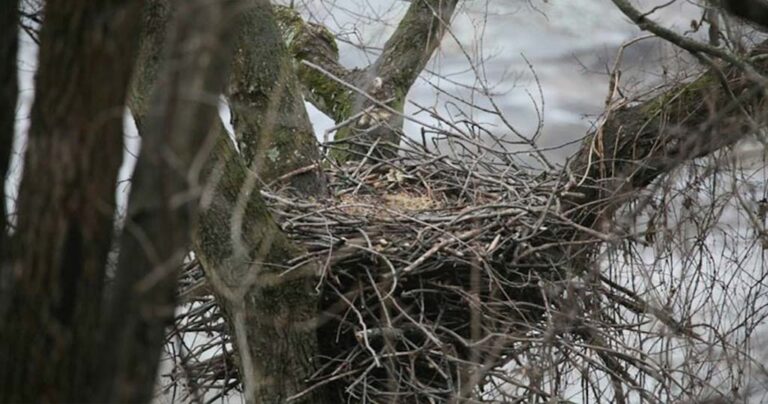 Έκρυψαν μια κάμερα στην φωλιά ενός αετού. Αυτό που κατέγραψαν είναι μοναδικό.