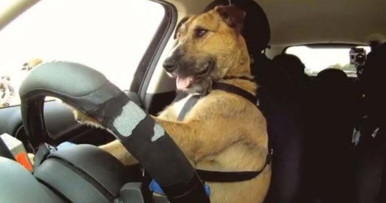 Σκύλοι οδηγούν και μας αποδεικνύουν τη νοημοσύνη τους! (βίντεο)