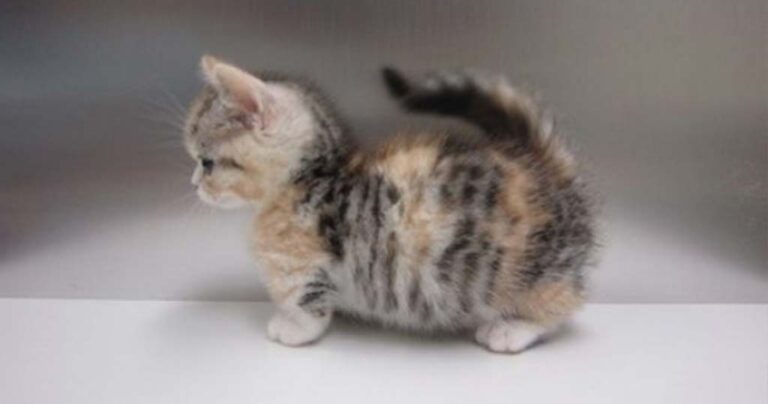 21 λόγοι για να αγαπήσετε την ράτσα γάτας με τα κοντά πόδια!