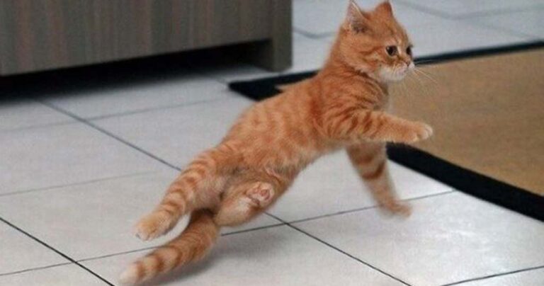 27 απίθανα ζώα με τρομερές χορευτικές ικανότητες!