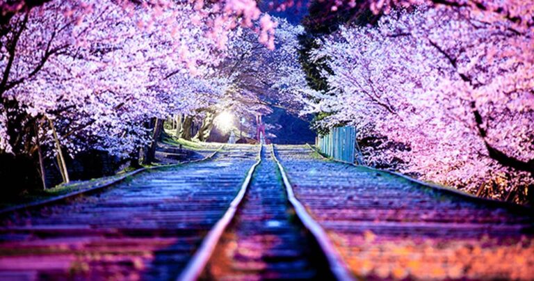 Μαγευτικές ανθισμένες κερασιές γεμάτες χρώμα στην Ιαπωνία!