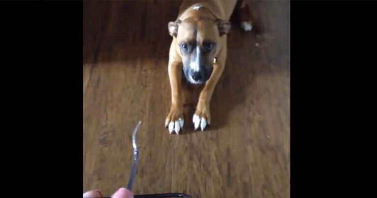 Βρήκε τα γυαλιά της μασημένα από τον σκύλο της. Τι έγινε όταν τον ρώτησε ποιος το έκανε; Θα σας κάνει να χαμογελάσετε!