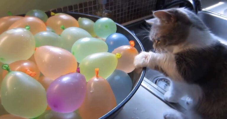 Έβγαλε σε βίντεο το γατάκι του να παίζει με μπαλόνια γεμάτα νερό. Θα σας κάνει να χαμογελάσετε!