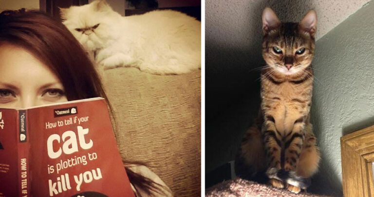 Τρομακτικές φωτογραφίες από γάτες που  ίσως έχουν στο μυαλό τους κάτι πολύ κακό!