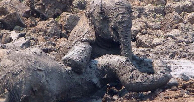 Είδαν έναν ελέφαντα να πεθαίνει μέσα στην λάσπη. Έκαναν κάτι που αξίζουν ένα μεγάλο μπράβο!