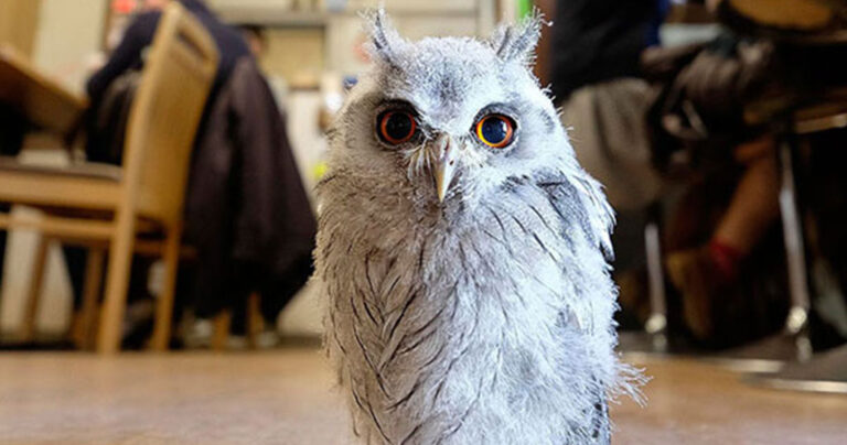 Άνοιξαν καφέ με… κουκουβάγιες στο Λονδίνο!