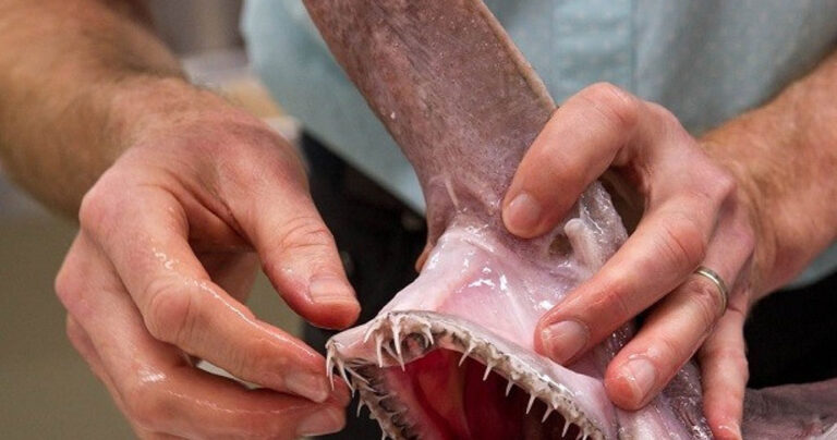 Ο προϊστορικός καρχαρίας που μοιάζει με εξωγήινο πλάσμα πιάστηκε σε δίκτυα ψαρά!