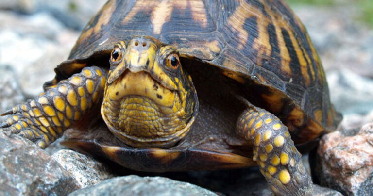 Πόσα καιρό ζουν τα ζώα; 30 περιπτώσεις από τα πιο γνωστά ζώα!