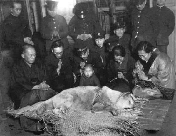 Hachiko%20before%20his%20burial%20in%201935