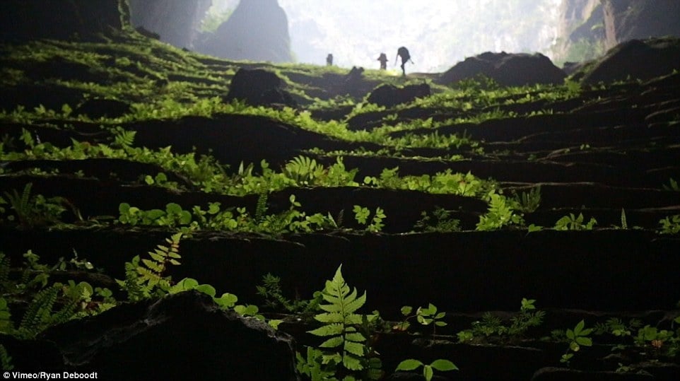 269A442900000578-2993150-A_natural_staircase_covered_in_greenery_is_captured_up_close_and-a-5_1426251177233