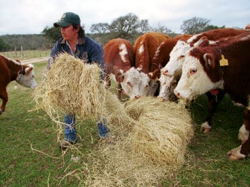 Cattle Industry in Texas