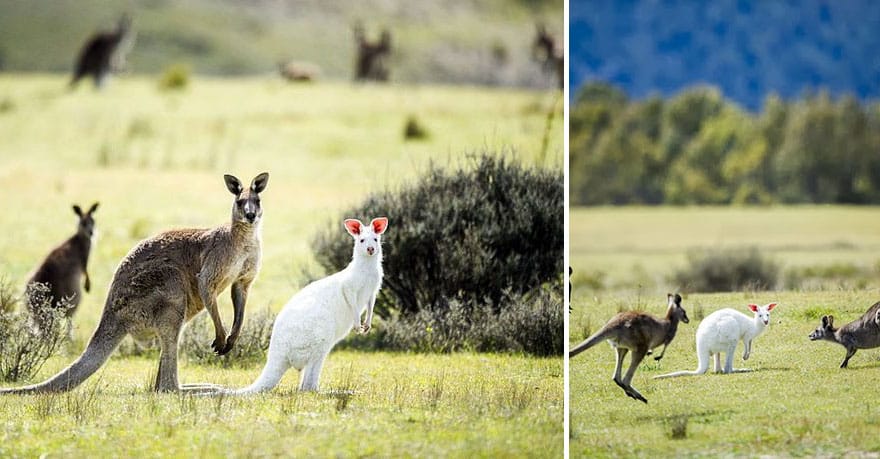 albino-animals-3-22__880