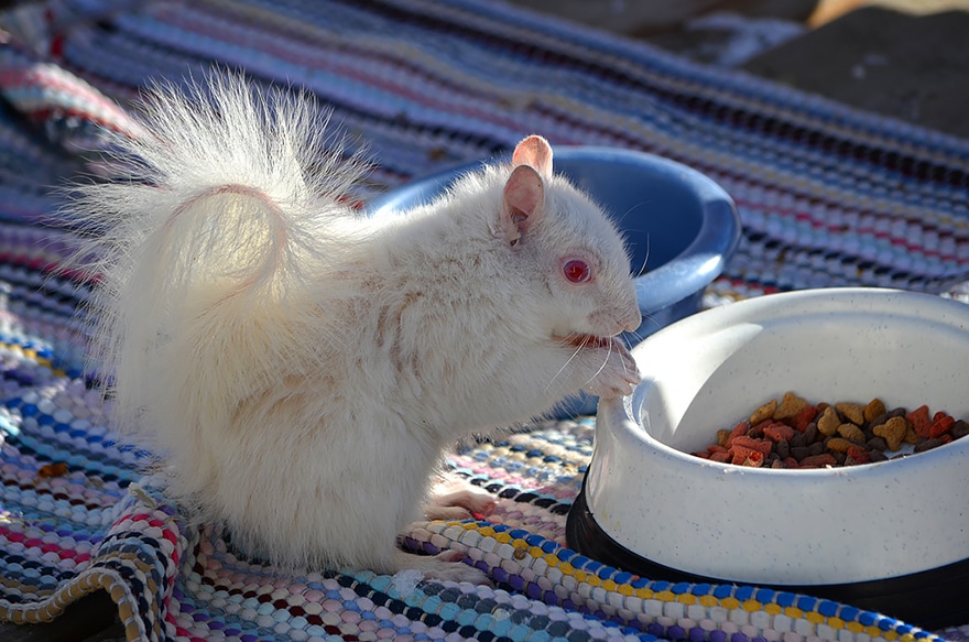 albino-animals-3-23__880