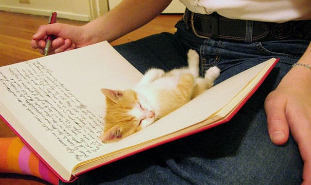 animals-dont-let-you-read-20__605