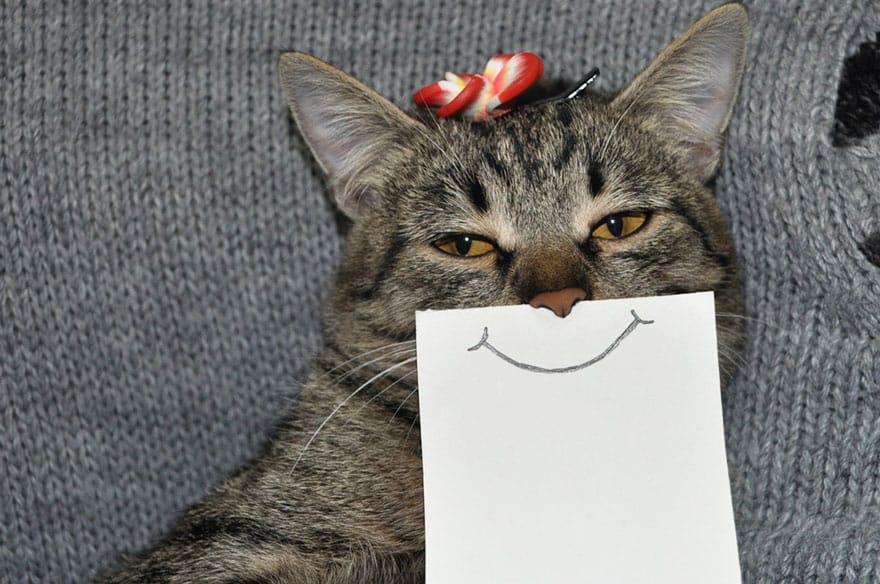 cat-paper-facial-expressions-montage-4