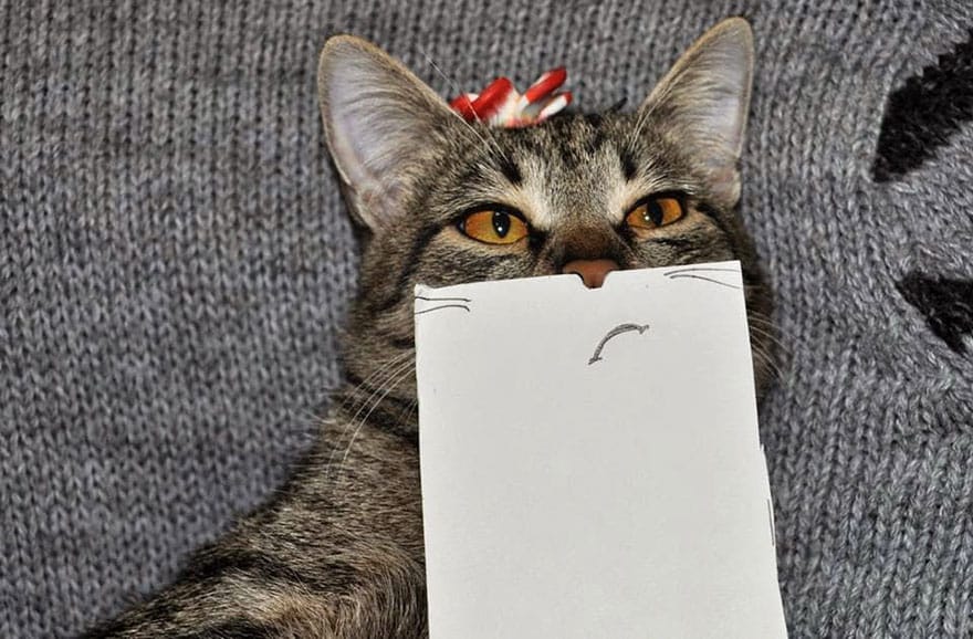 cat-paper-facial-expressions-montage-7