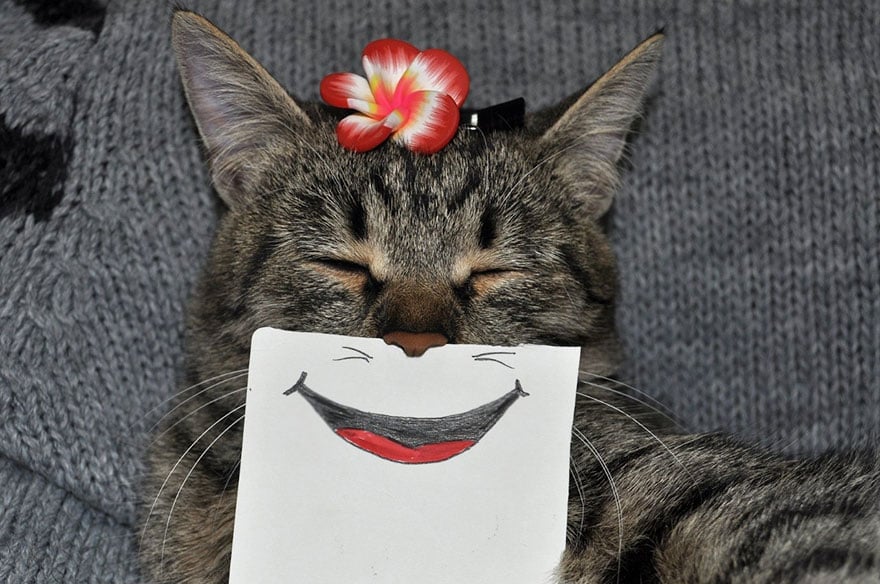cat-paper-facial-expressions-montage