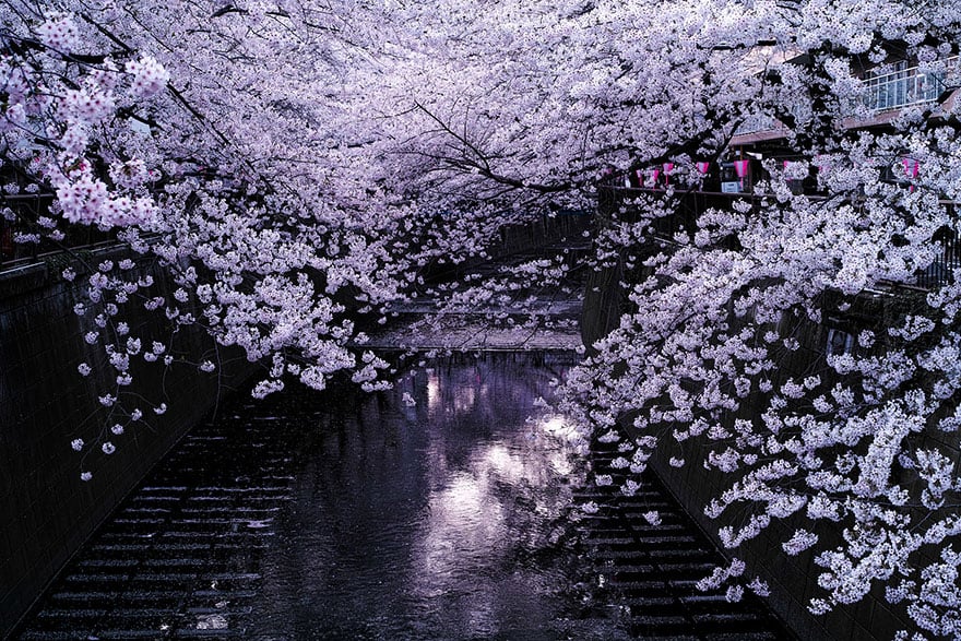 Μαγευτικές ανθισμένες κερασιές γεμάτες χρώμα στην Ιαπωνία!
