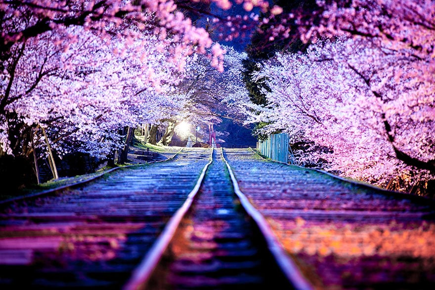 cherry-blossom-sakura-3