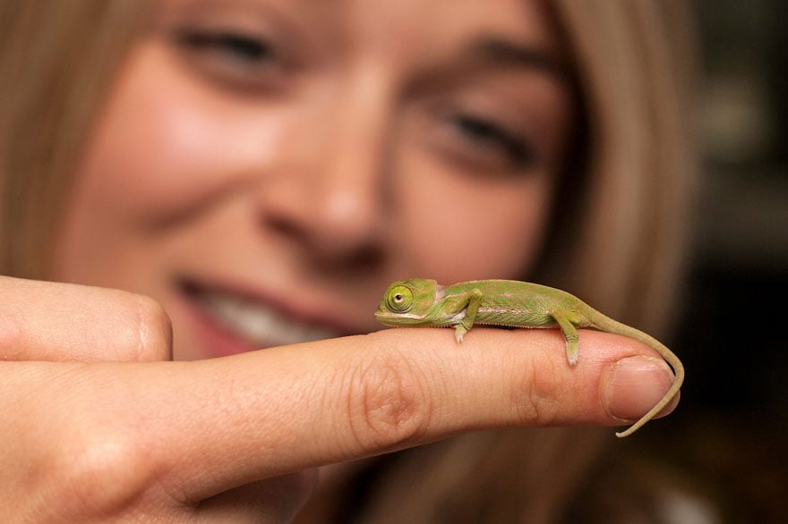 cute-baby-chameleons-hatch-taronga-zoo-sydney-1