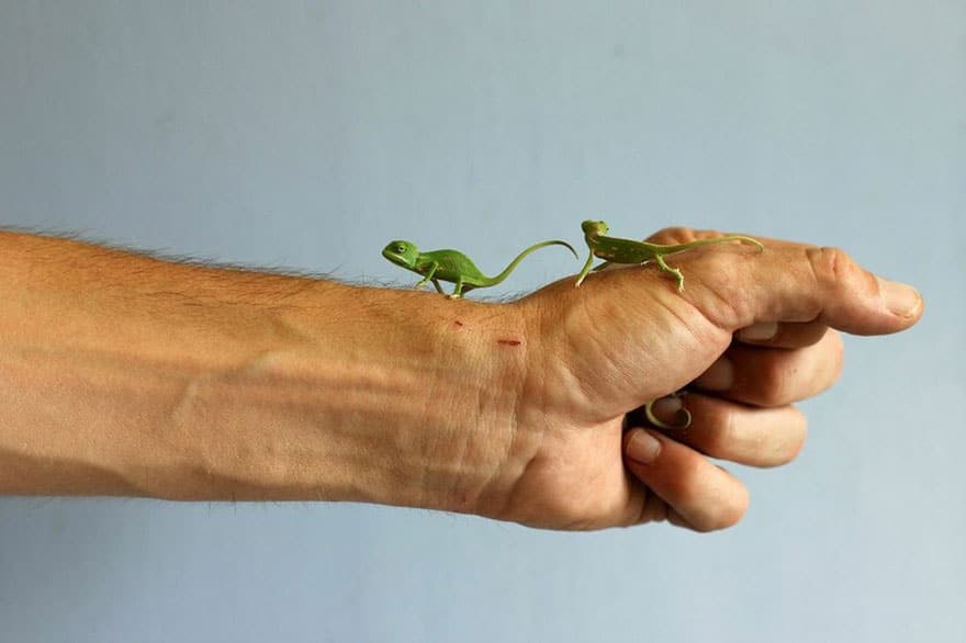 cute-baby-chameleons-hatch-taronga-zoo-sydney-10