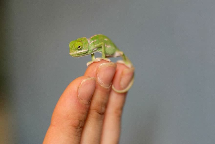 cute-baby-chameleons-hatch-taronga-zoo-sydney-11