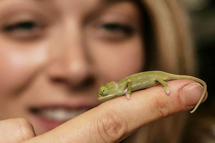 cute-baby-chameleons-hatch-taronga-zoo-sydney-13