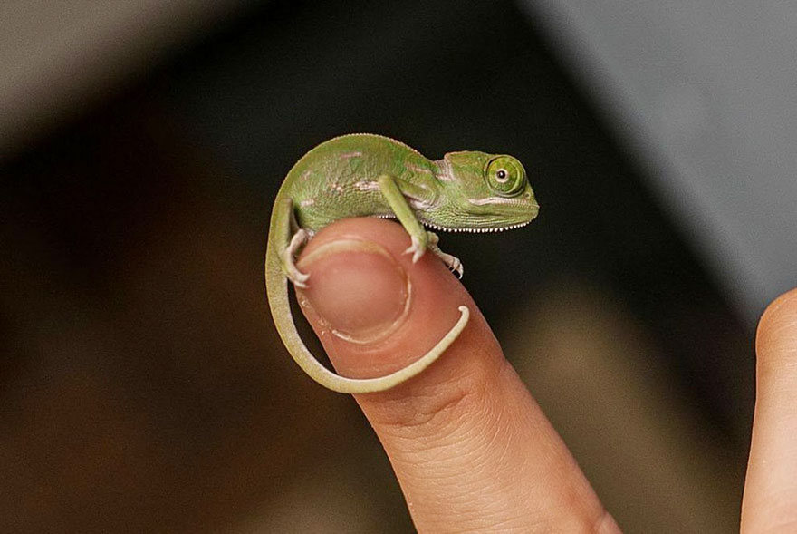 cute-baby-chameleons-hatch-taronga-zoo-sydney-14