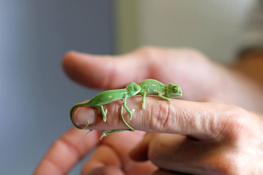 cute-baby-chameleons-hatch-taronga-zoo-sydney-4