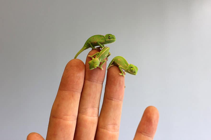 cute-baby-chameleons-hatch-taronga-zoo-sydney-5