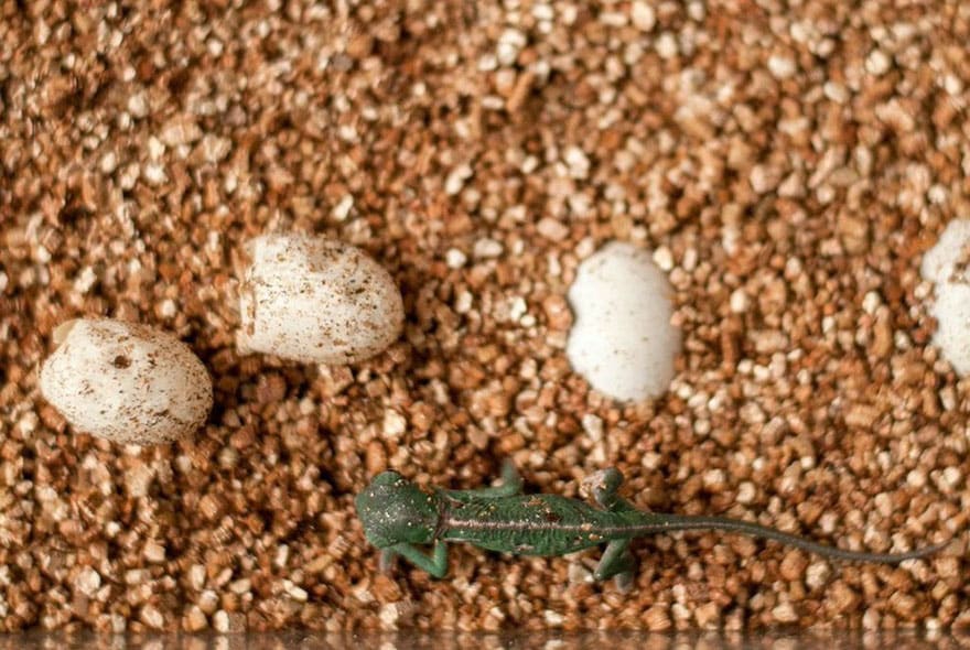 cute-baby-chameleons-hatch-taronga-zoo-sydney-7