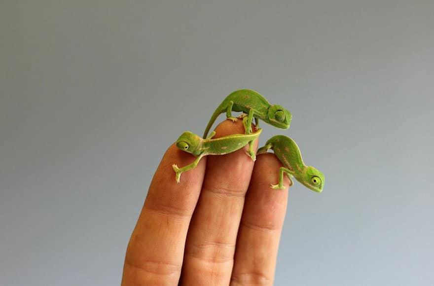 cute-baby-chameleons-hatch-taronga-zoo-sydney-8