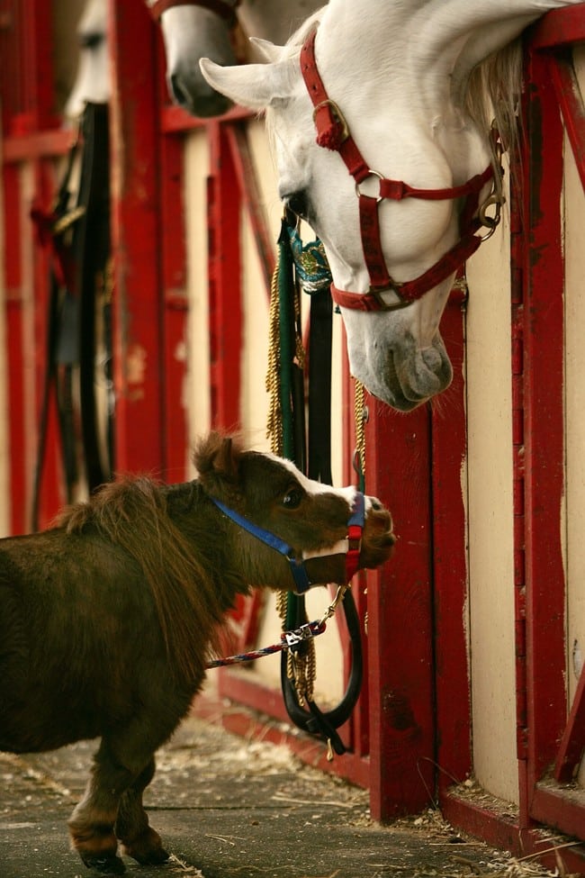 World's Smallest Horse Visits New York City