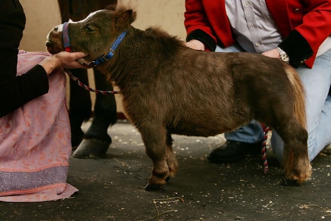 World's Smallest Horse Visits New York City