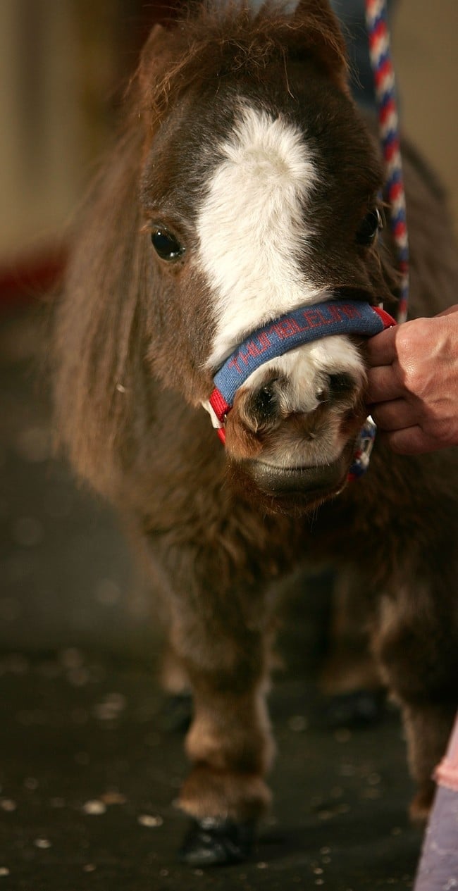 World's Smallest Horse Visits New York City