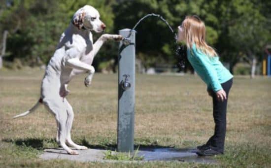 dog-people-22