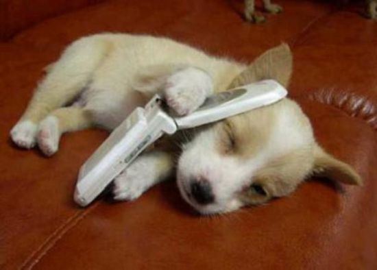 dog-people-26