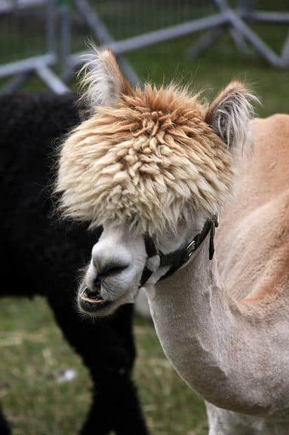 funny-alpacas-with-awesome-amazing-hilarious-hair-1