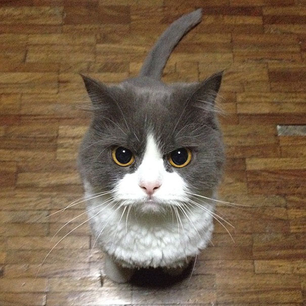 funny-evil-cat-planning-to-kill-you-29__605
