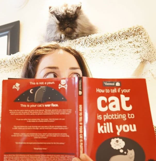 funny-evil-cat-planning-to-kill-you-91__605