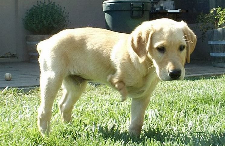 Όταν ένας αγρότης είπε σε ένα αγόρι να μην αγοράσει ένα ακρωτηριασμένο κουτάβι, δεν περίμενε αυτή την απάντηση