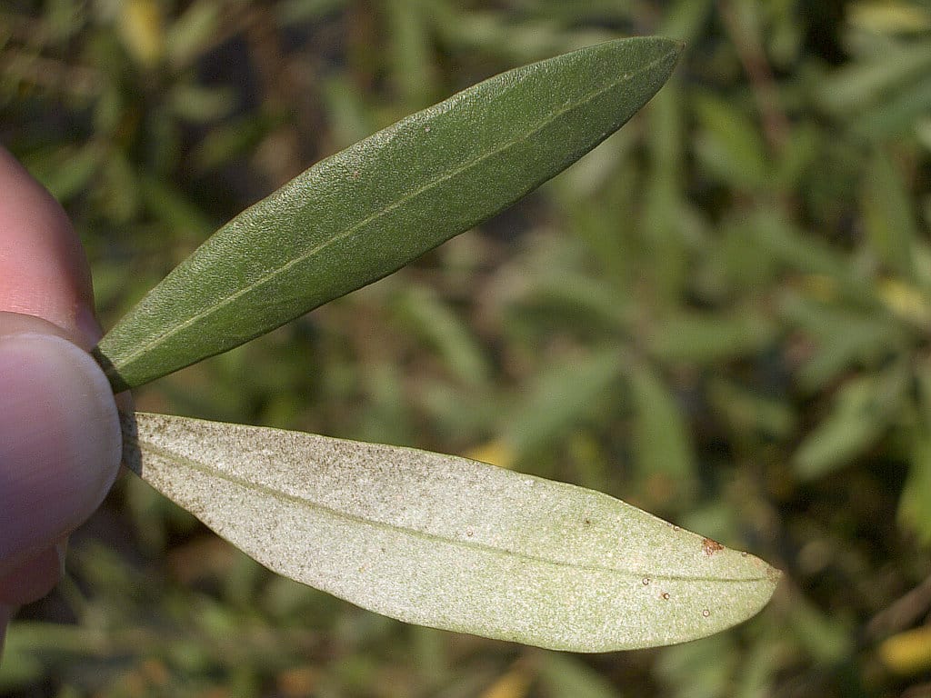 olive tree leaf 0