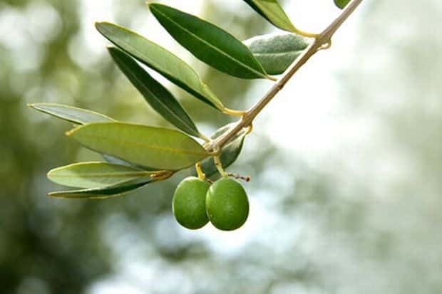oliveleaves