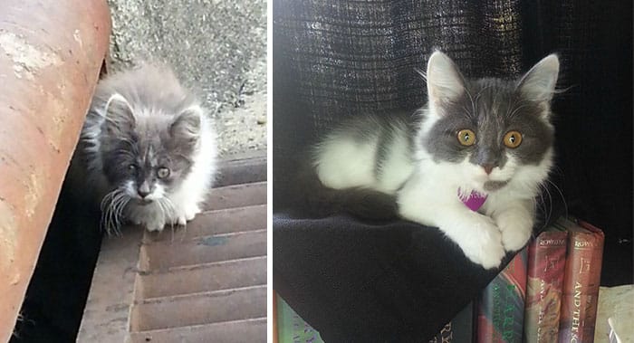 rescue-cat-abandoned-before-after-132__700