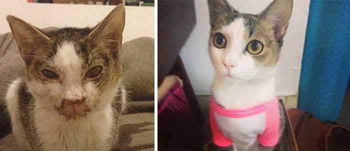 rescue-cat-abandoned-before-after-152__700