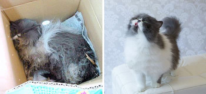 rescue-cat-abandoned-before-after-24__700